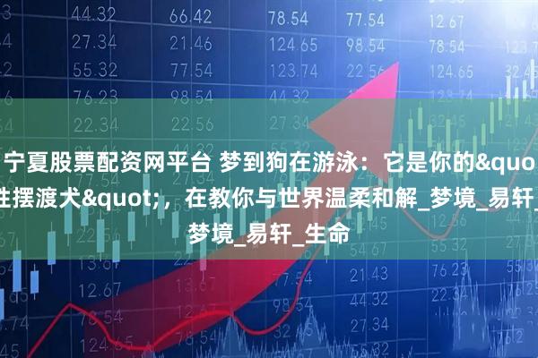 宁夏股票配资网平台 梦到狗在游泳：它是你的"灵性摆渡犬"，在教你与世界温柔和解_梦境_易轩_生命