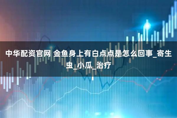 中华配资官网 金鱼身上有白点点是怎么回事_寄生虫_小瓜_治疗